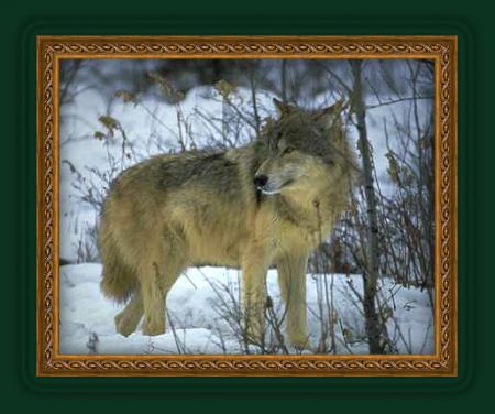 cadre loup